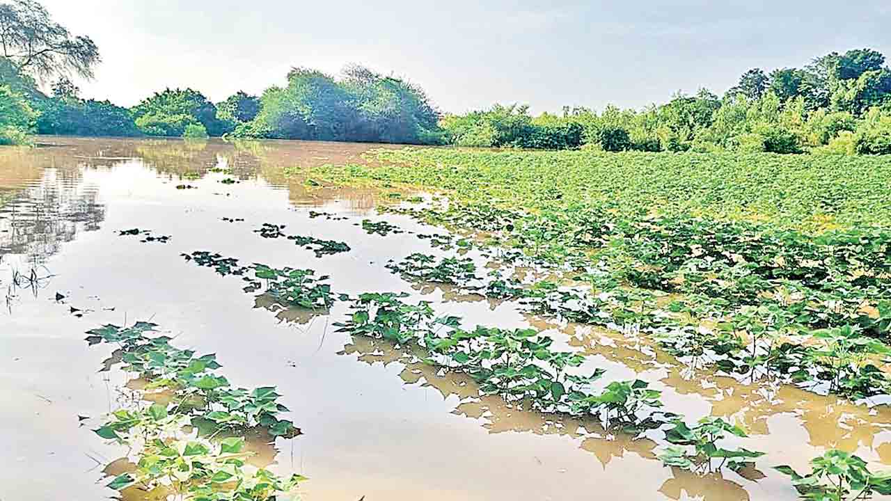 పంట నష్టం.. ఏదీ సాయం?.. సీఎం ప్రకటించి నెలదాటినా అందని పరిహారం