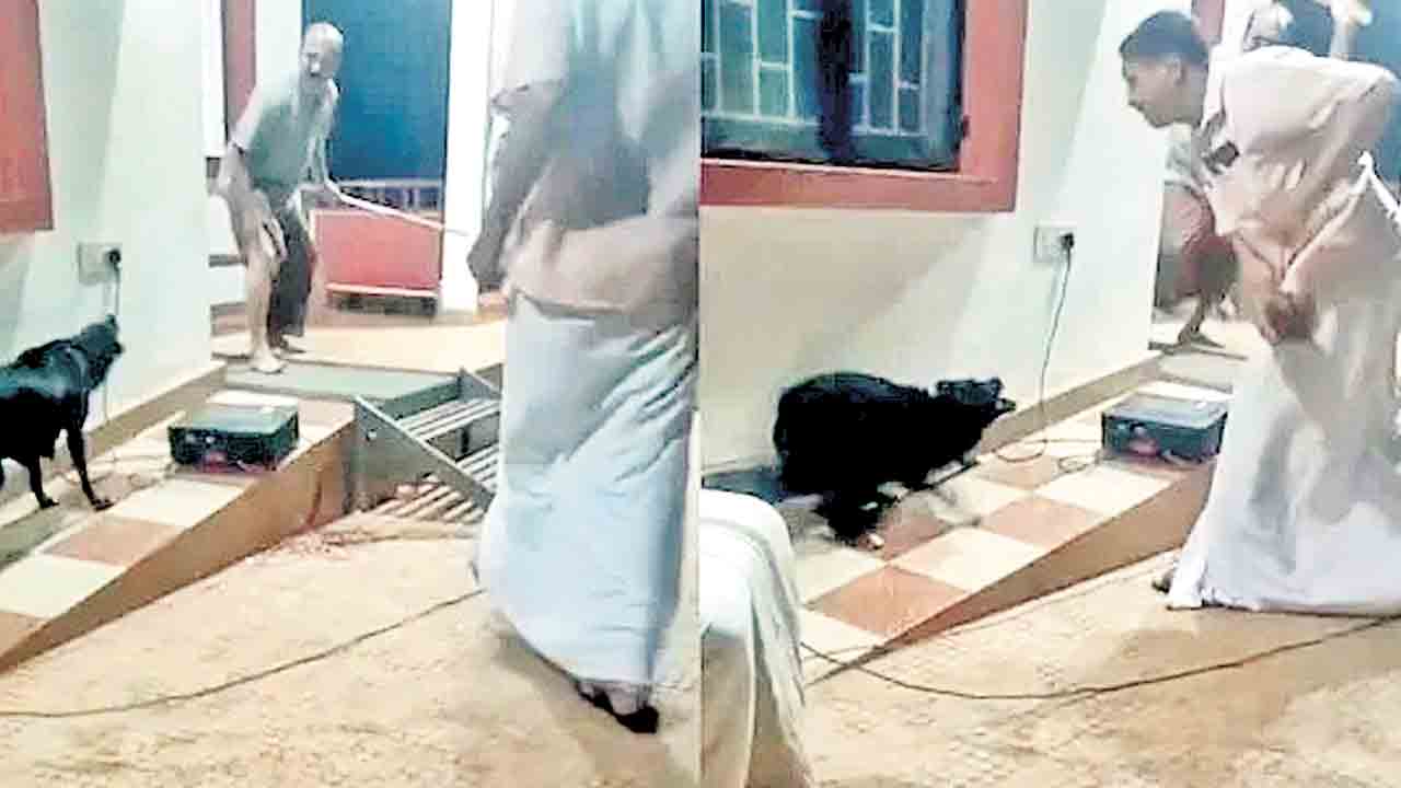 వీధికుక్కల దాడులపై నాటకం.. నిజంగానే కరిచిన కుక్క