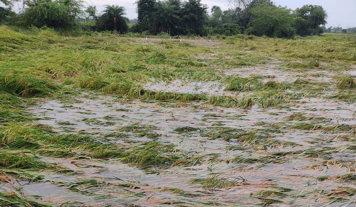 Odela | ఓదెలలో ఆగని వర్షాలు.. ఆందోళనలో రైతులు