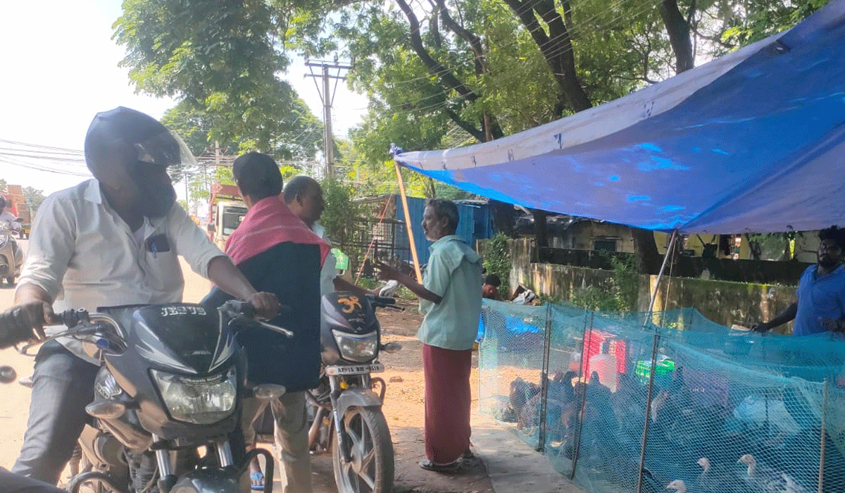 ఖతర్నాక్.. కడక్‌నాథ్..! సెంటినరీ కాలనీలో అరుదైన కోళ్ల విక్రయాలు ఎగబడిన స్థానిక జనాలు