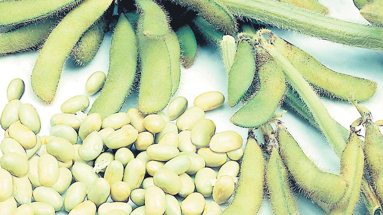 ఎక్కడి సోయా అక్కడే..