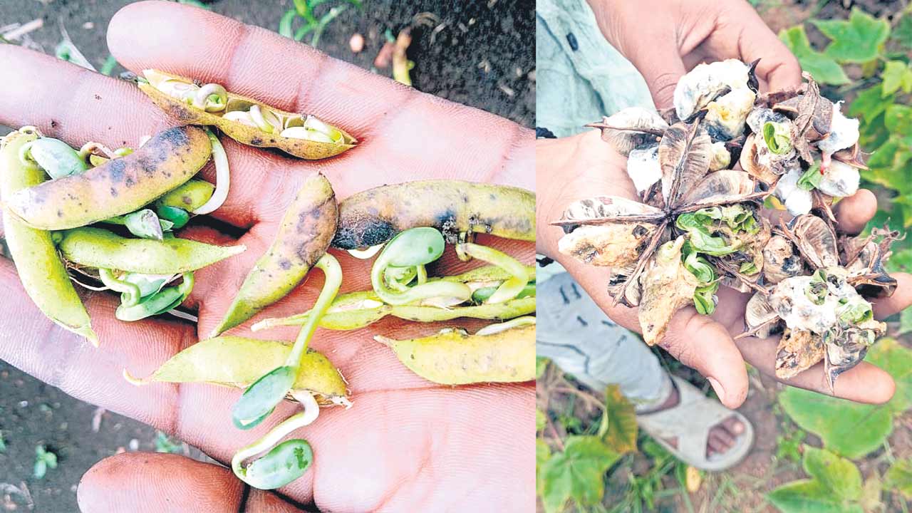 సాగు సంక్షోభం