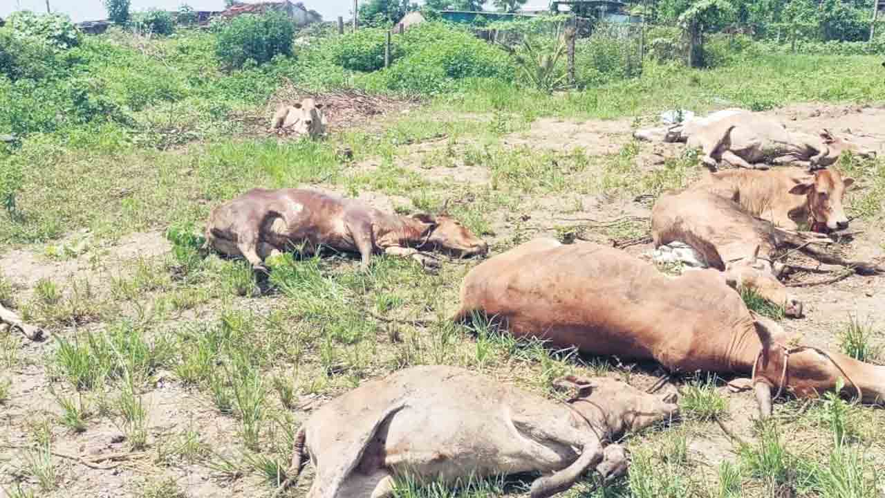 మూగరోదన!