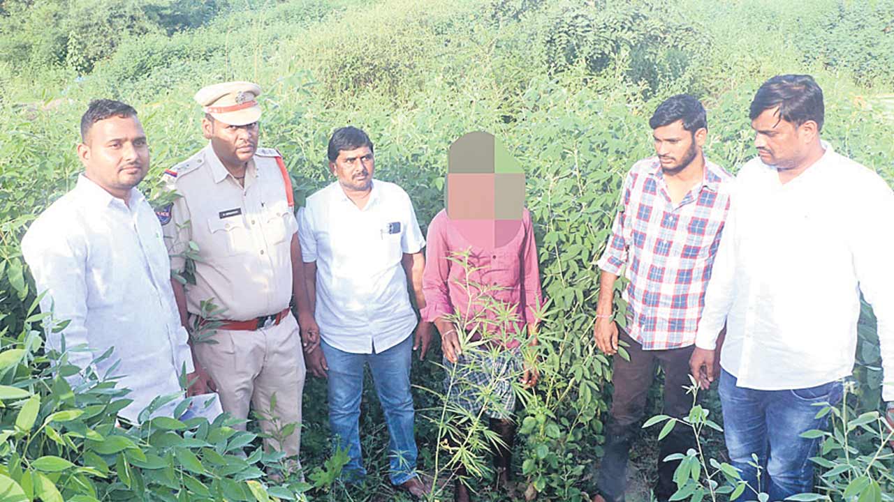 పత్తి చేల నడుమ గంజాయి ఘాటు