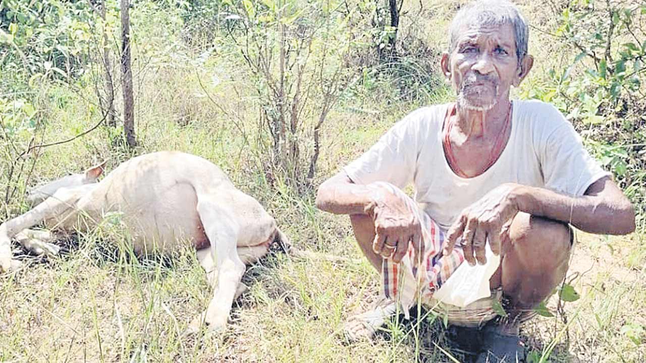 పల్లెల్లో పులి దడ