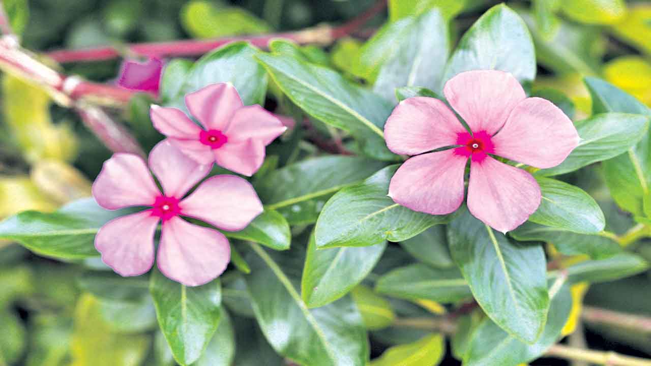 బిళ్ల గన్నేరు.. లాభాలు బోలెడు!