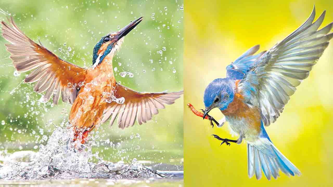 Bird