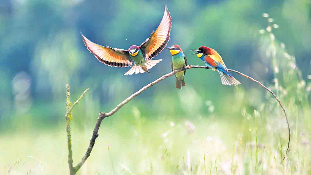 విహంగాలతో.. చేసేద్దాం హంగామా!