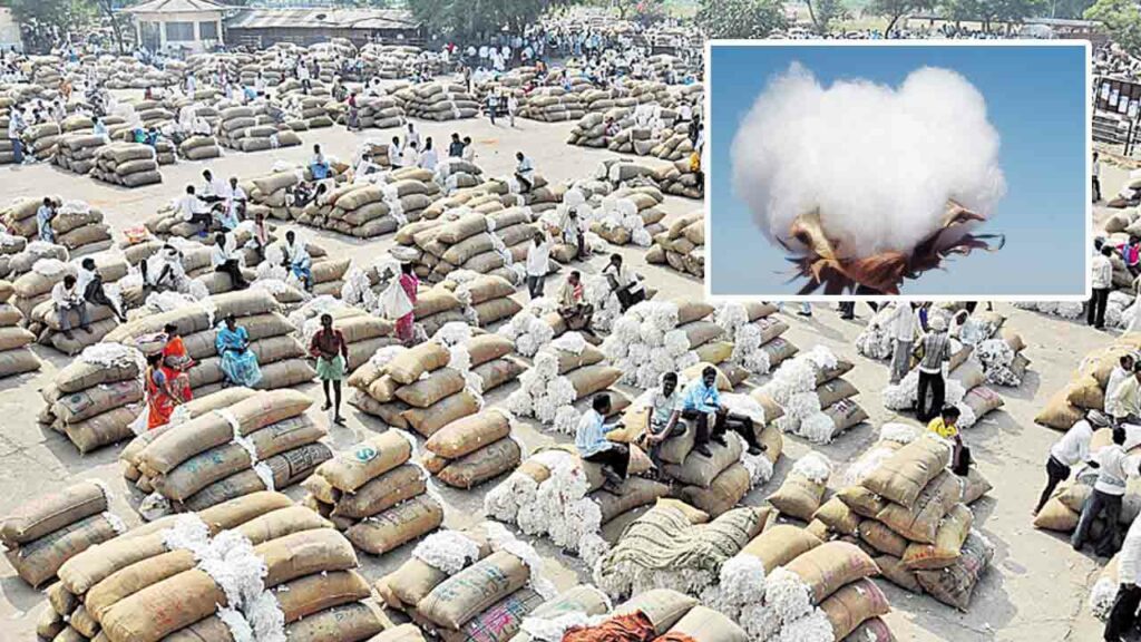 Cci Cotton Purchases