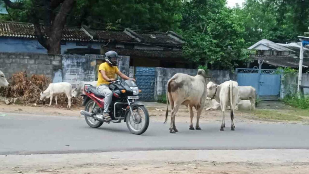 Cattle On Roads