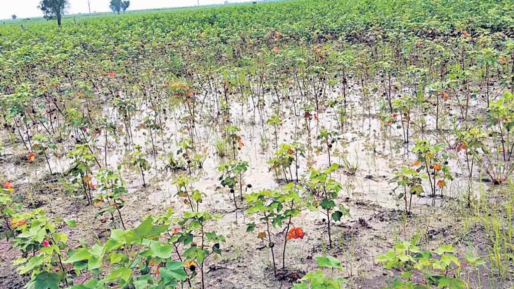Cotton Crops
