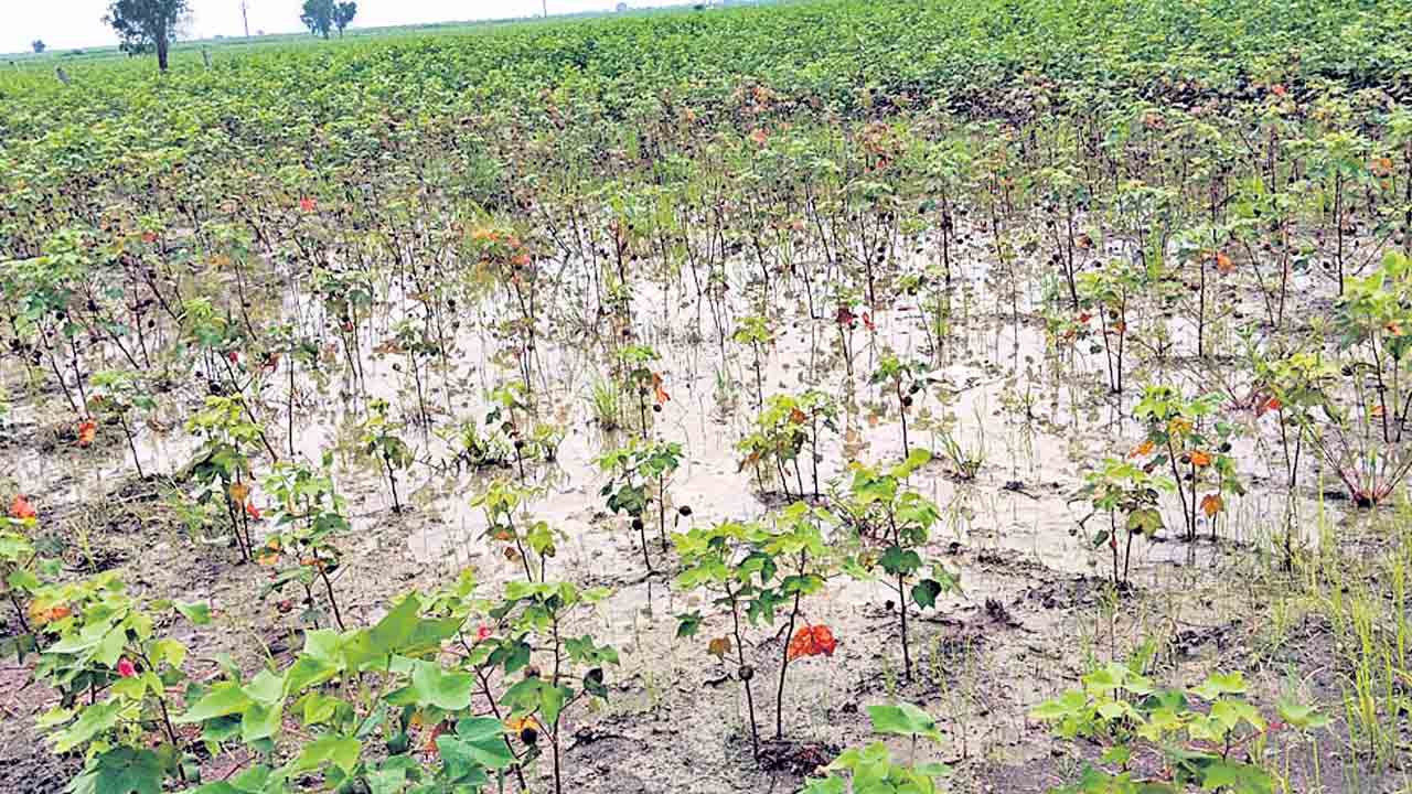 పత్తి రైతు పరేషాన్..!