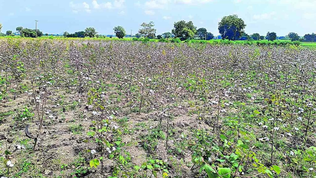 Cotton Cultivation