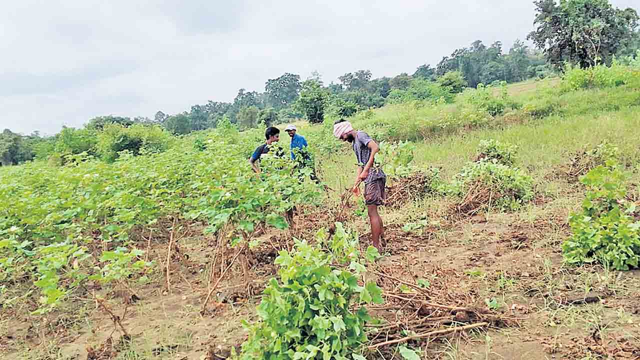 వర్షాలతో దెబ్బతిన్న పత్తి