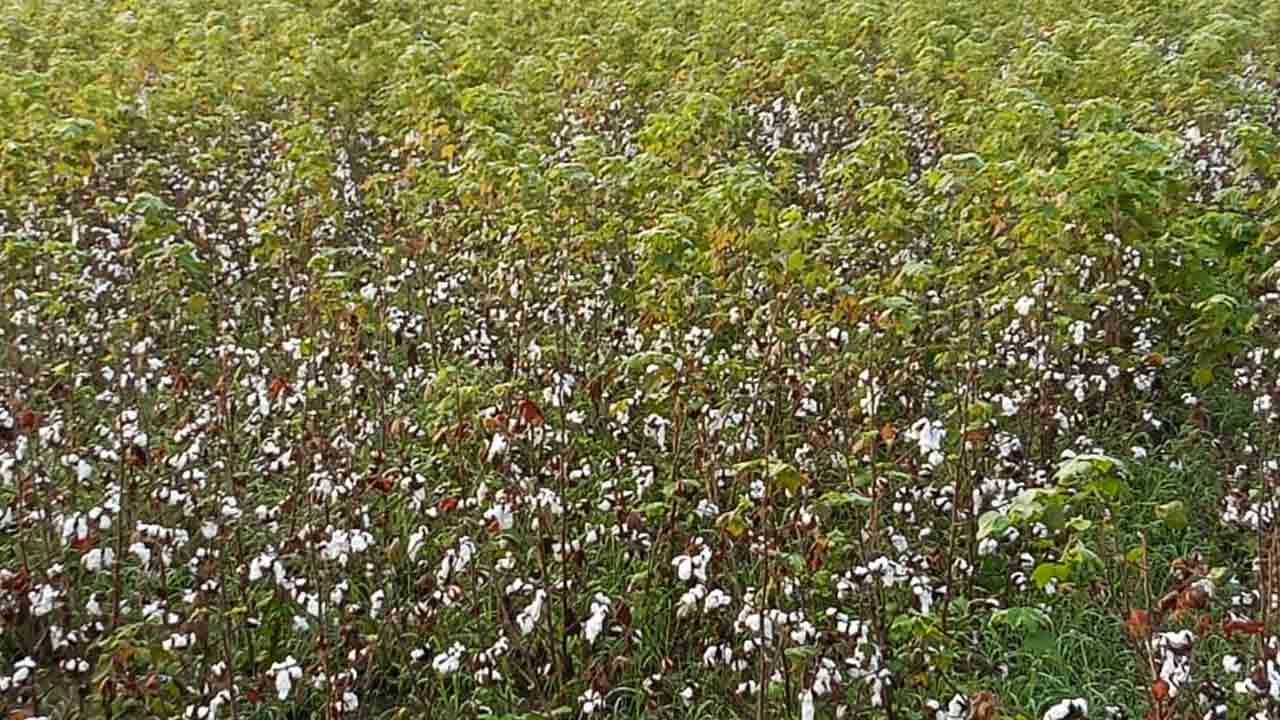 Cotton Crop | వరుస వర్షాలతో పూర్తిగా దెబ్బతిన్న పత్తి పంట.. ఆదుకోవాలని రైతుల డిమాండ్