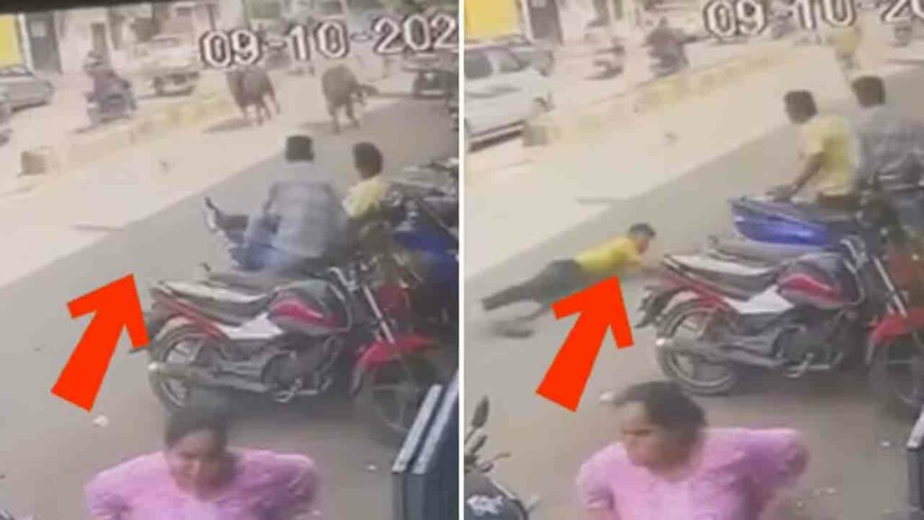 Cow Drags Municipal Worker