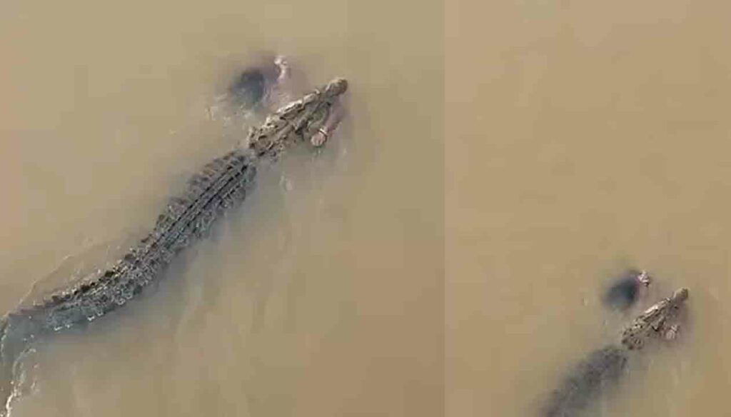 Crocodile