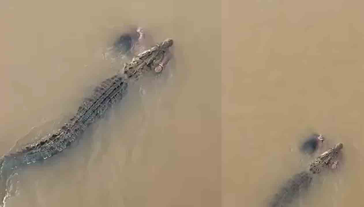 Crocodile | మహిళను నదిలోకి లాక్కెళ్లిన మొసలి.. షాకింగ్ వీడియో