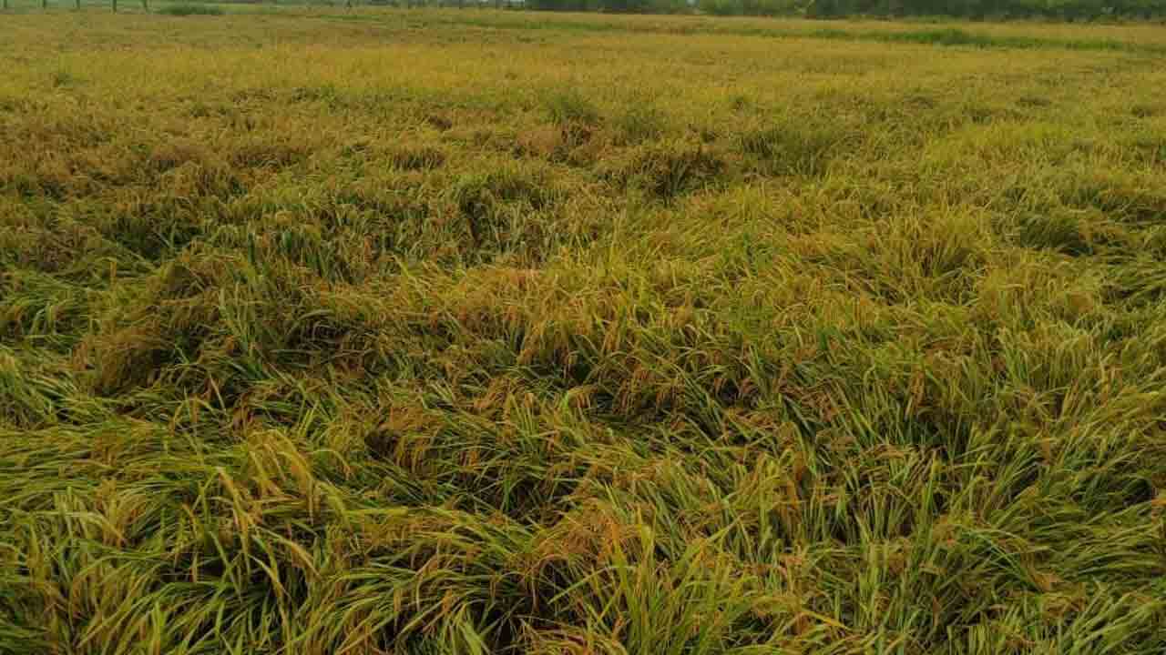 వడవని వానలు.. రైతులు కుదేలు