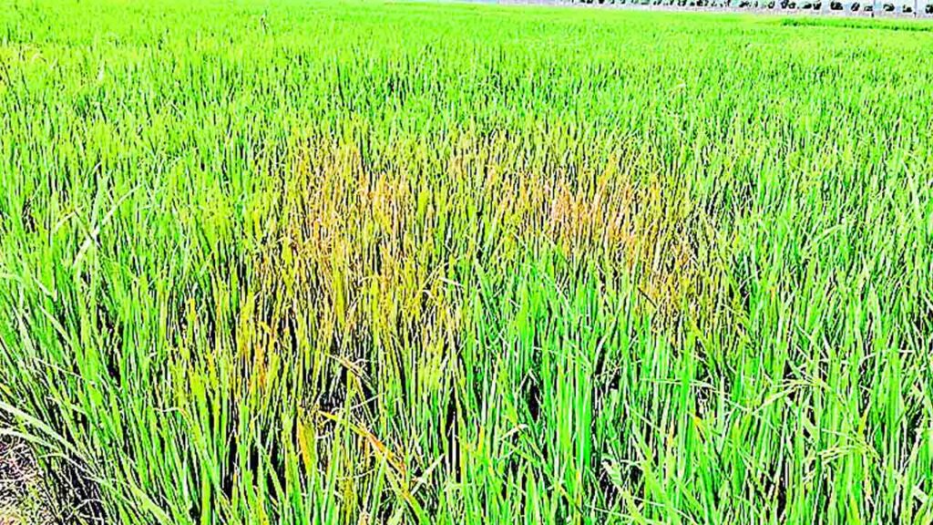 Crops Damage