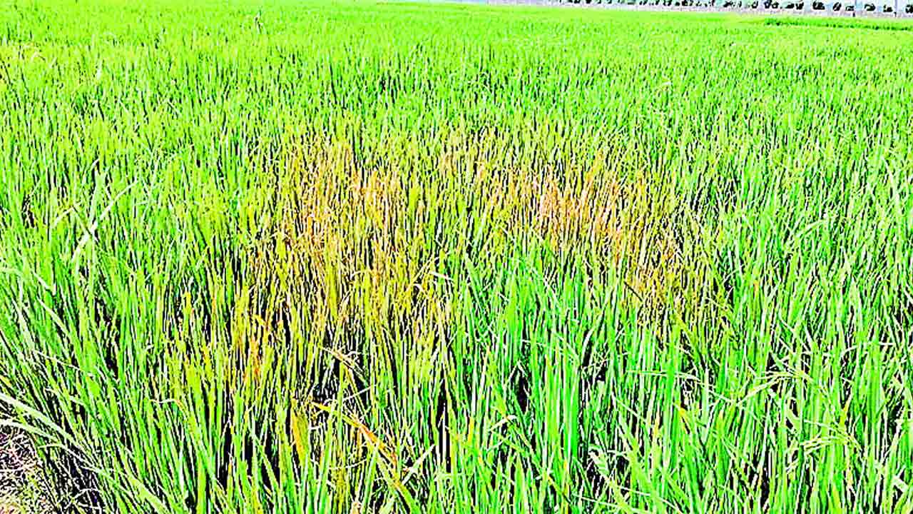 వరికి తెగులు.. రైతుకు దిగులు
