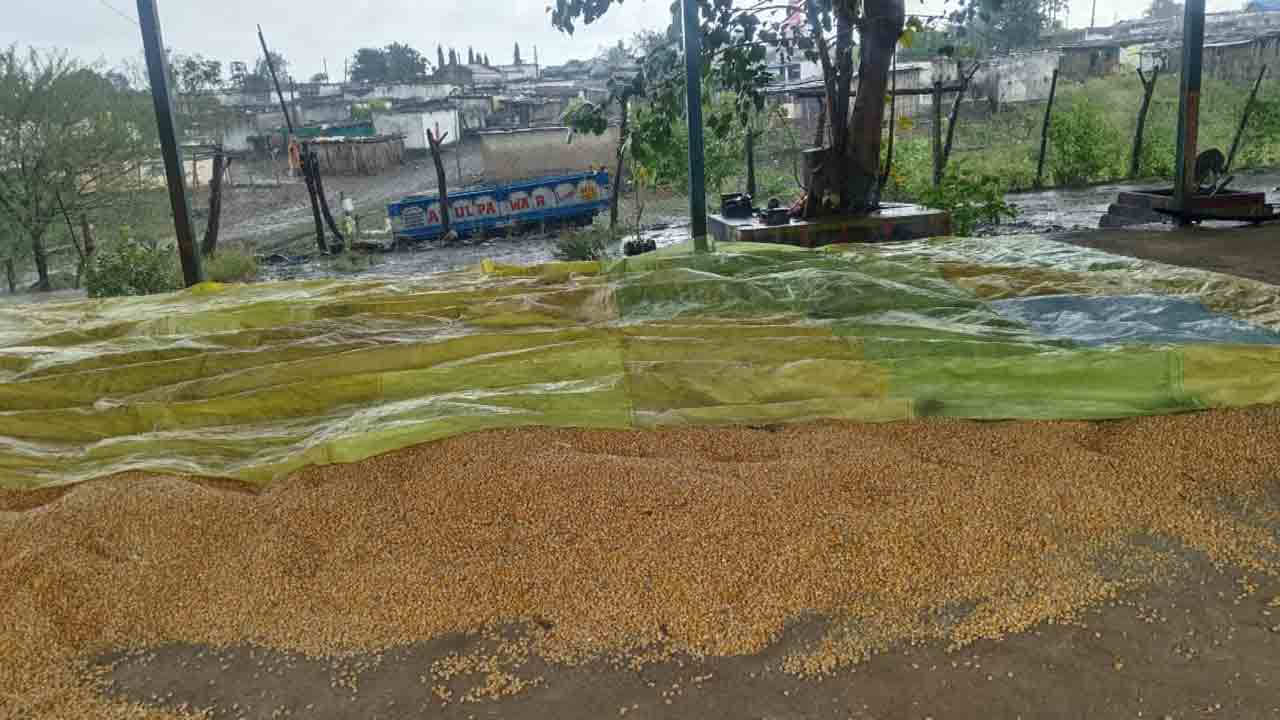 Heavy Rain | భారీ వర్షంతో పంటలకు నష్టం.. అవస్థలో అన్నదాతలు