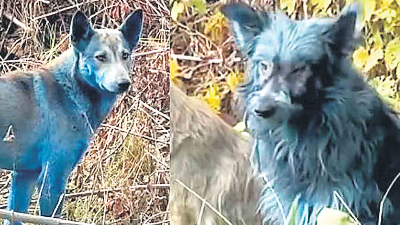 చెర్నోబిల్లో రంగు మారిన శునకాలు