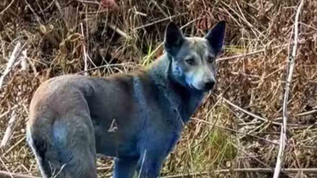 Dogs turn blue | చెర్నోబిల్ పరిసరాల్లో వింత.. నీలిరంగులోకి మారిన కుక్కలు