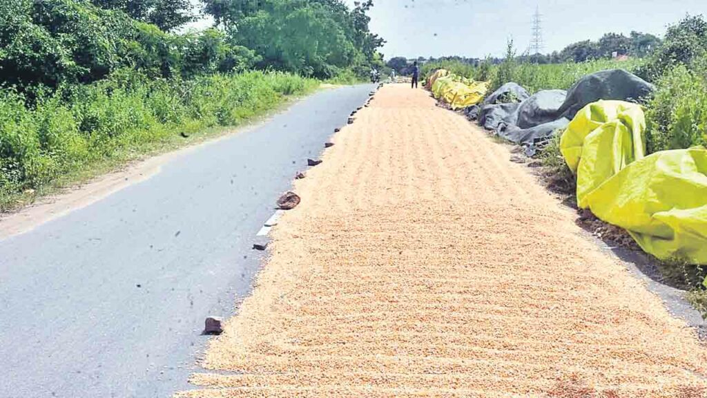 Dry Crops