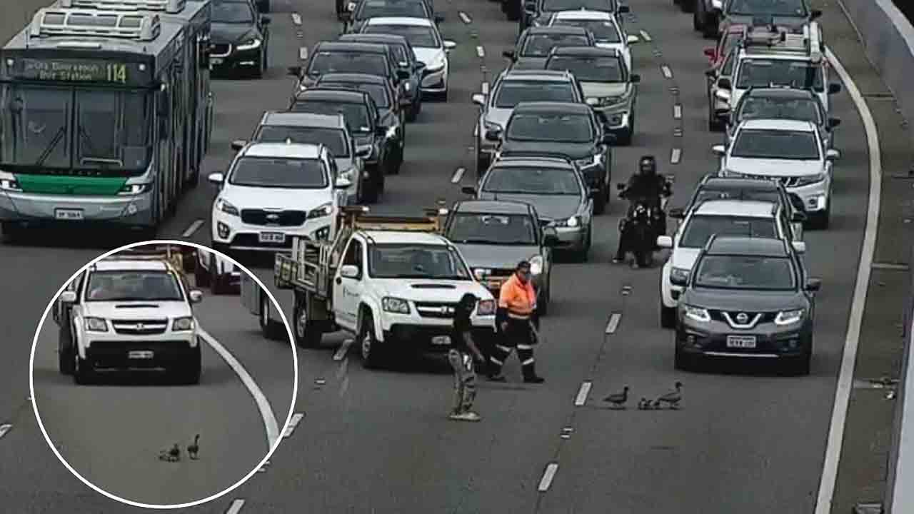 Ducks | రోడ్డుపైకి బాతుల గుంపు.. భారీ ట్రాఫిక్‌ జామ్‌.. వీడియో వైరల్‌