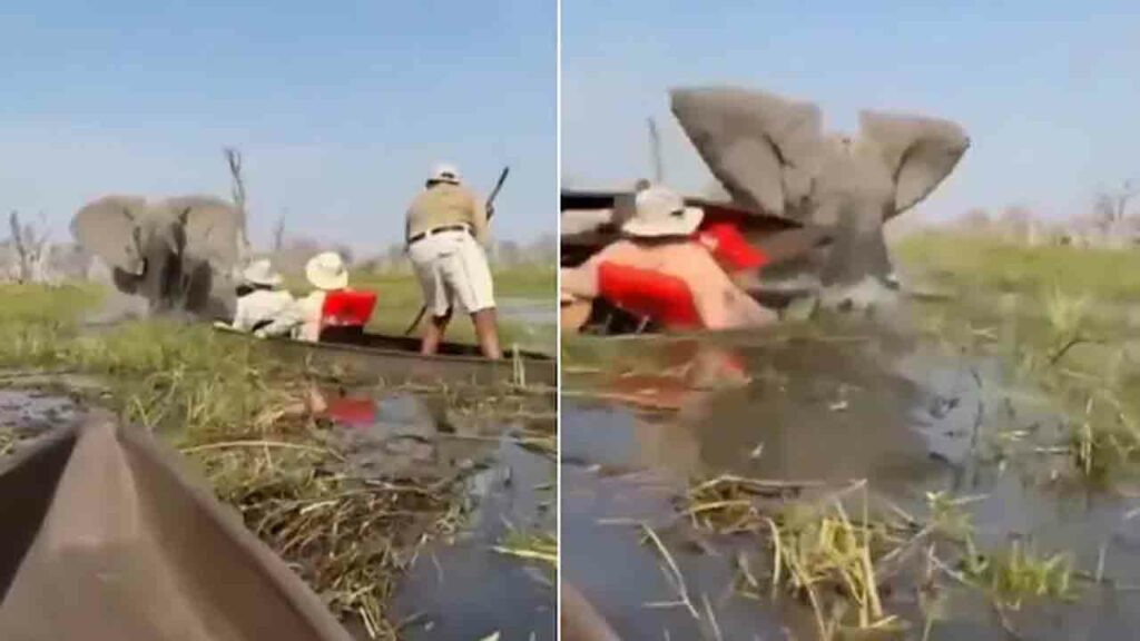Elephant