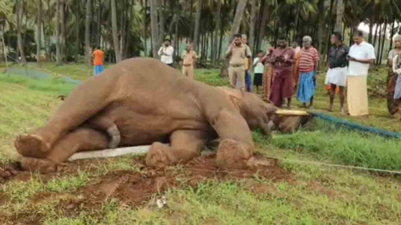 Elephant Dies | విద్యుత్ స్తంభాన్ని ఢీకొట్టిన ఏనుగు.. విద్యుదాఘాతంతో మృతి