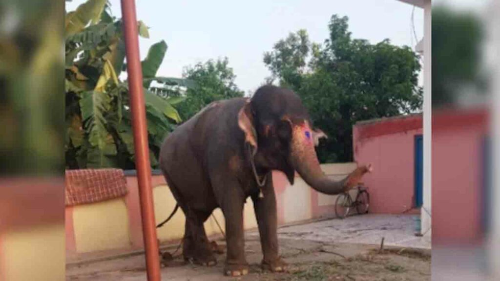 Elephant Theft