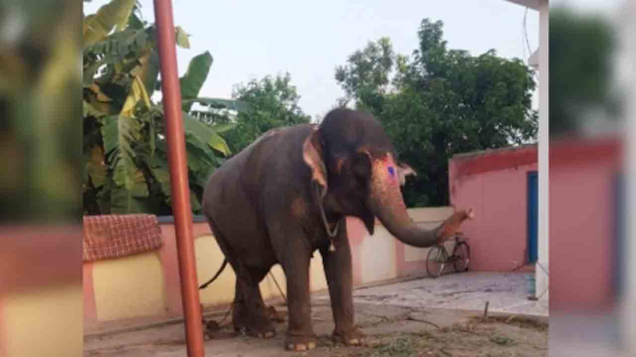 Elephant Theft | ఏనుగు చోరీపై వ్యక్తి ఫిర్యాదు.. పోలీసుల దర్యాప్తులో షాకింగ్‌ విషయాలు