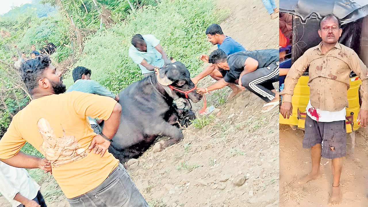 దున్నపోతు వీరంగం ఇద్దరికి గాయాలు