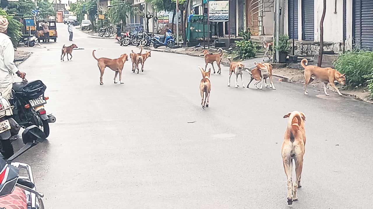 బాబోయ్‌ కుక్కలు!