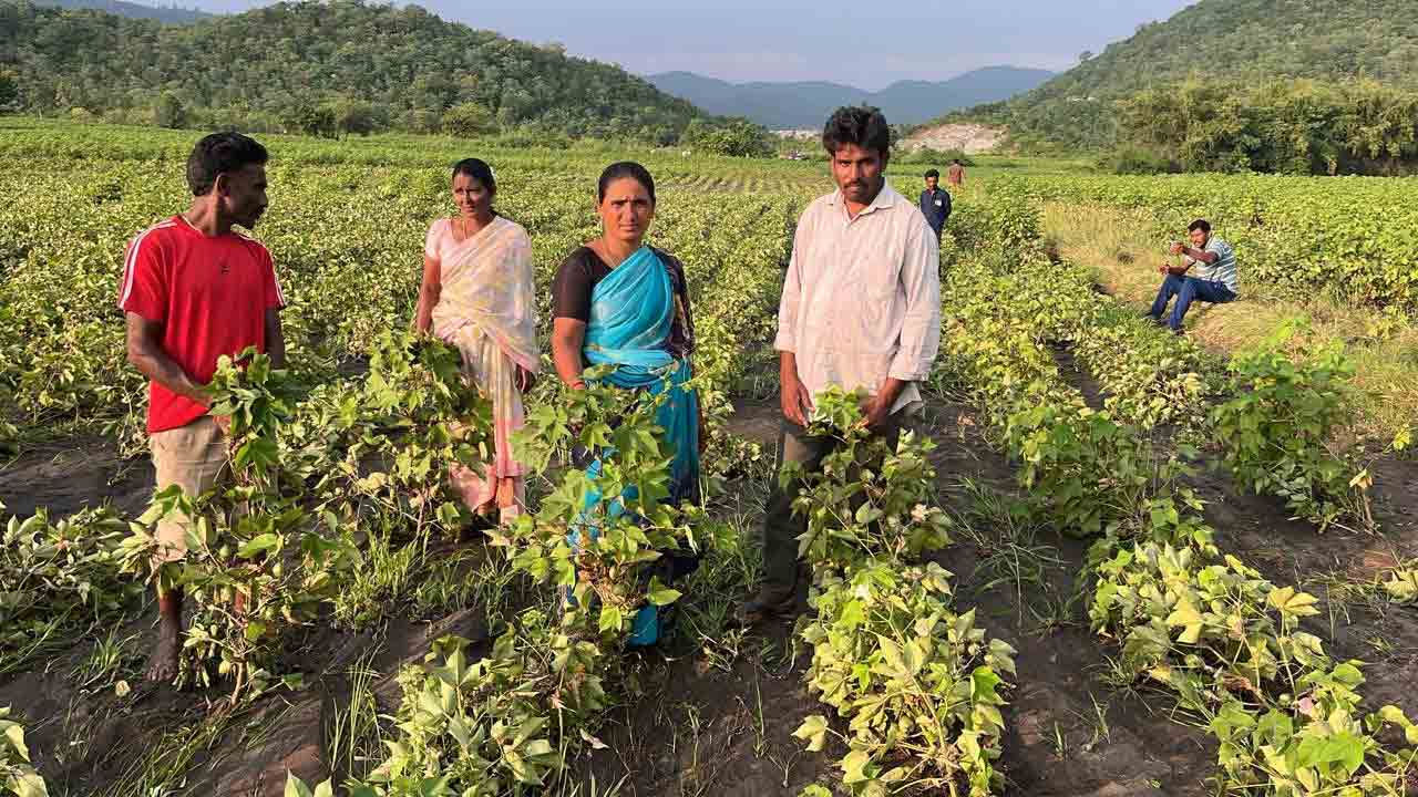 పది రోజుల్లో పత్తి తీద్దామనుకుంటే.. తెల్లారేసరికి పంటంతా కొట్టుకుపోయింది