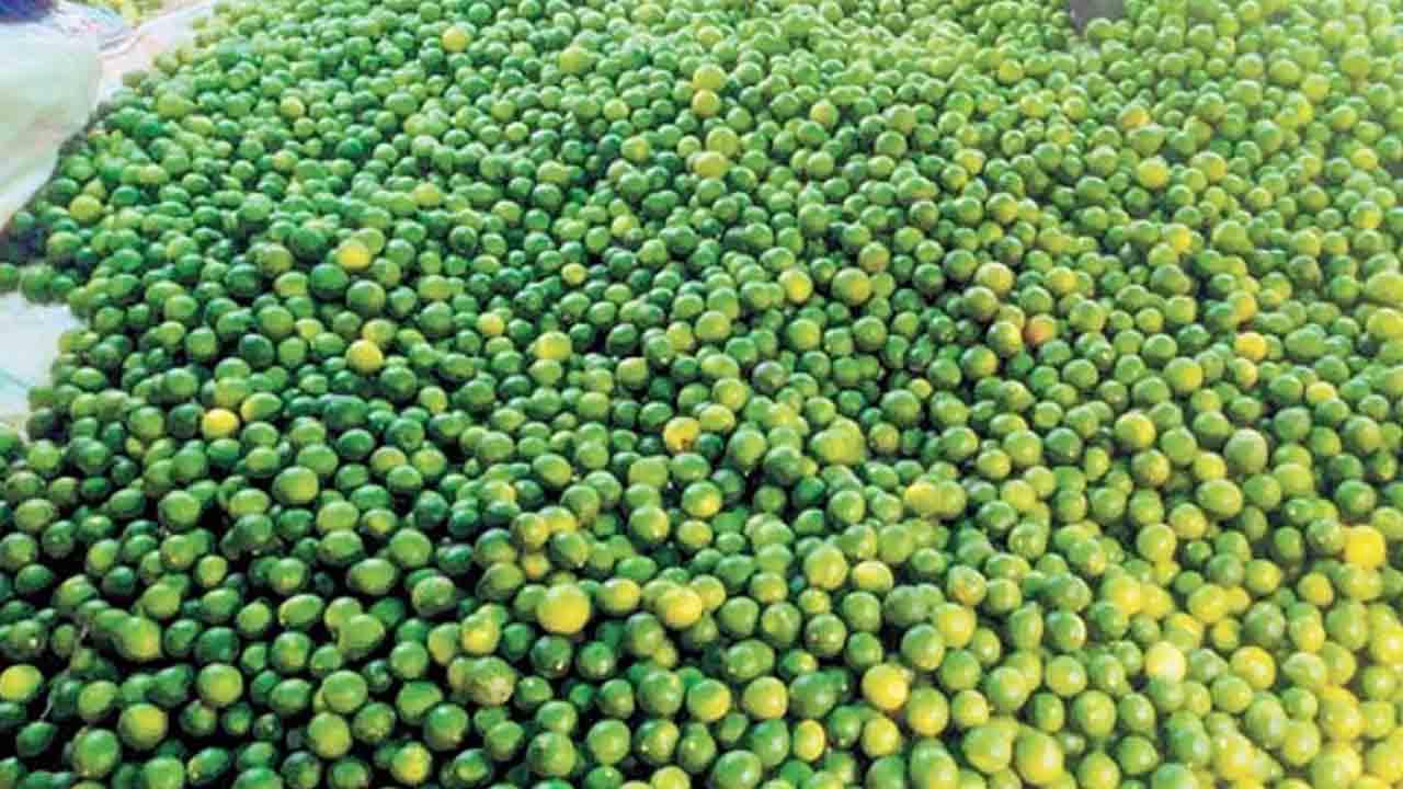 నిమ్మ రైతుకు దళారుల చీడ!