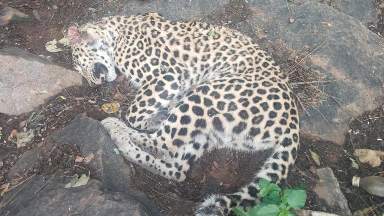 Leopard | శ్రీశైలం పాతాళగంగ వద్ద చిరుతపులి మృతి.. ఆరా తీస్తున్న అటవీశాఖ అధికారులు