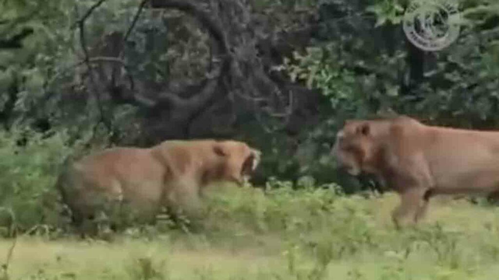 Lion Attacks Lioness