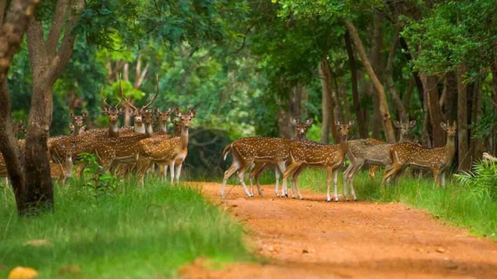 Mahabubnagar2