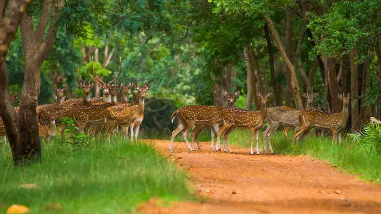 సఫారీ టూర్‌కు వేళాయే..
