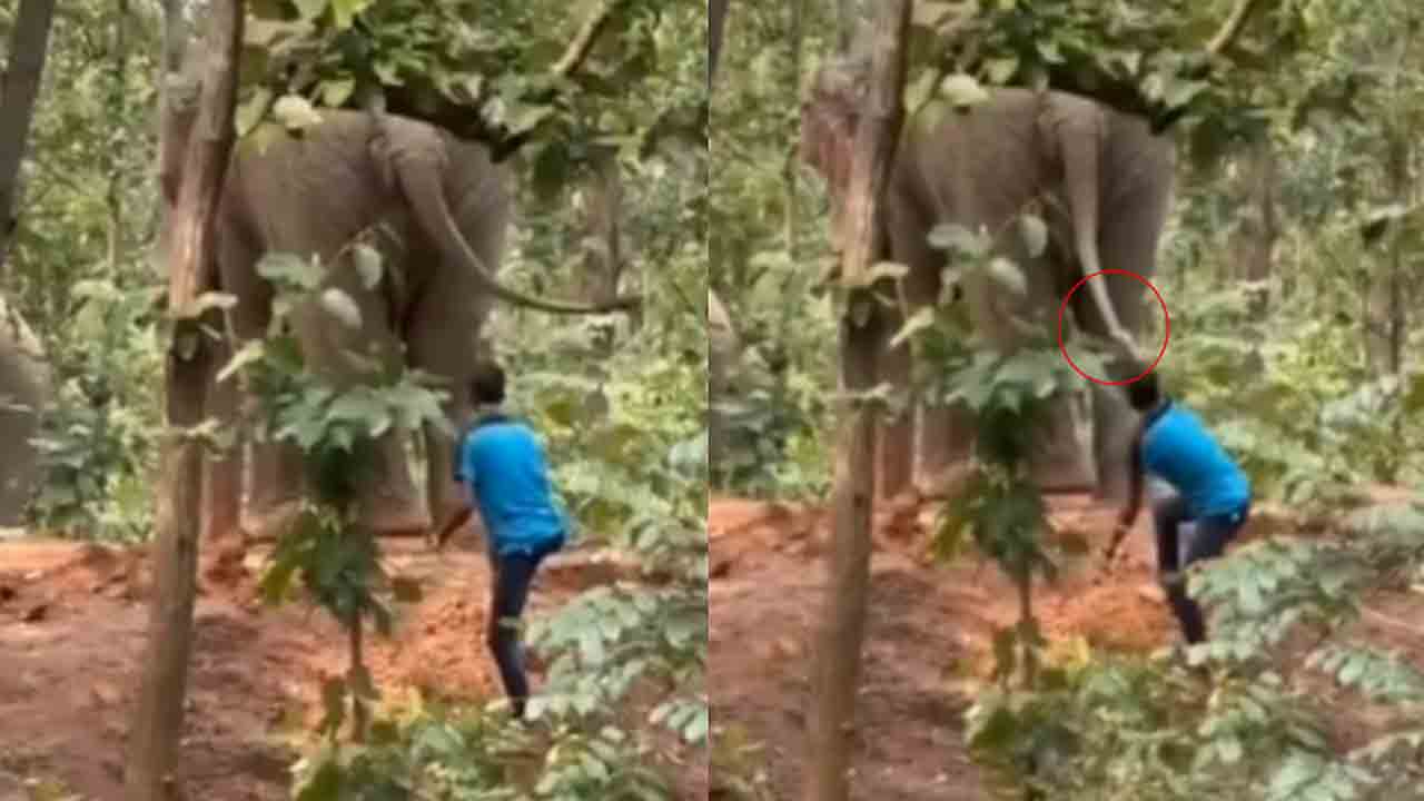 Watch: ఏనుగు తోక లాగిన వ్యక్తి.. తర్వాత ఏం జరిగిందంటే?