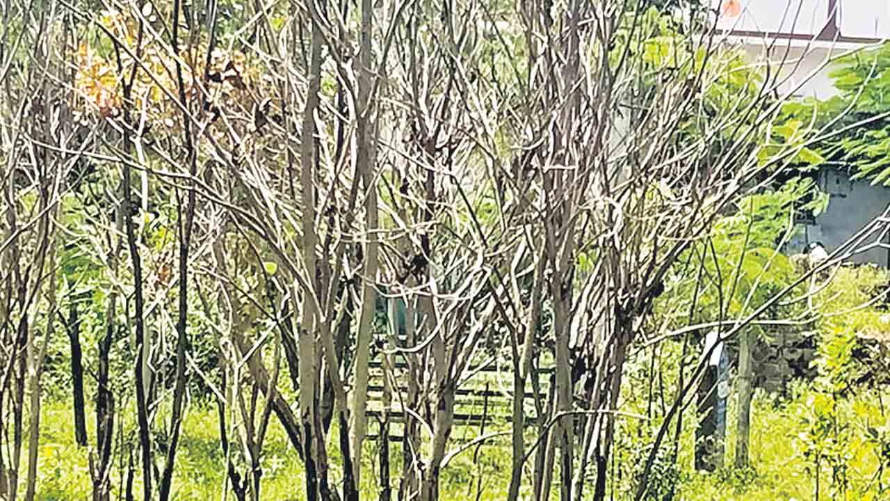 కళ తప్పిన పల్లె ప్రకృతి వనాలు