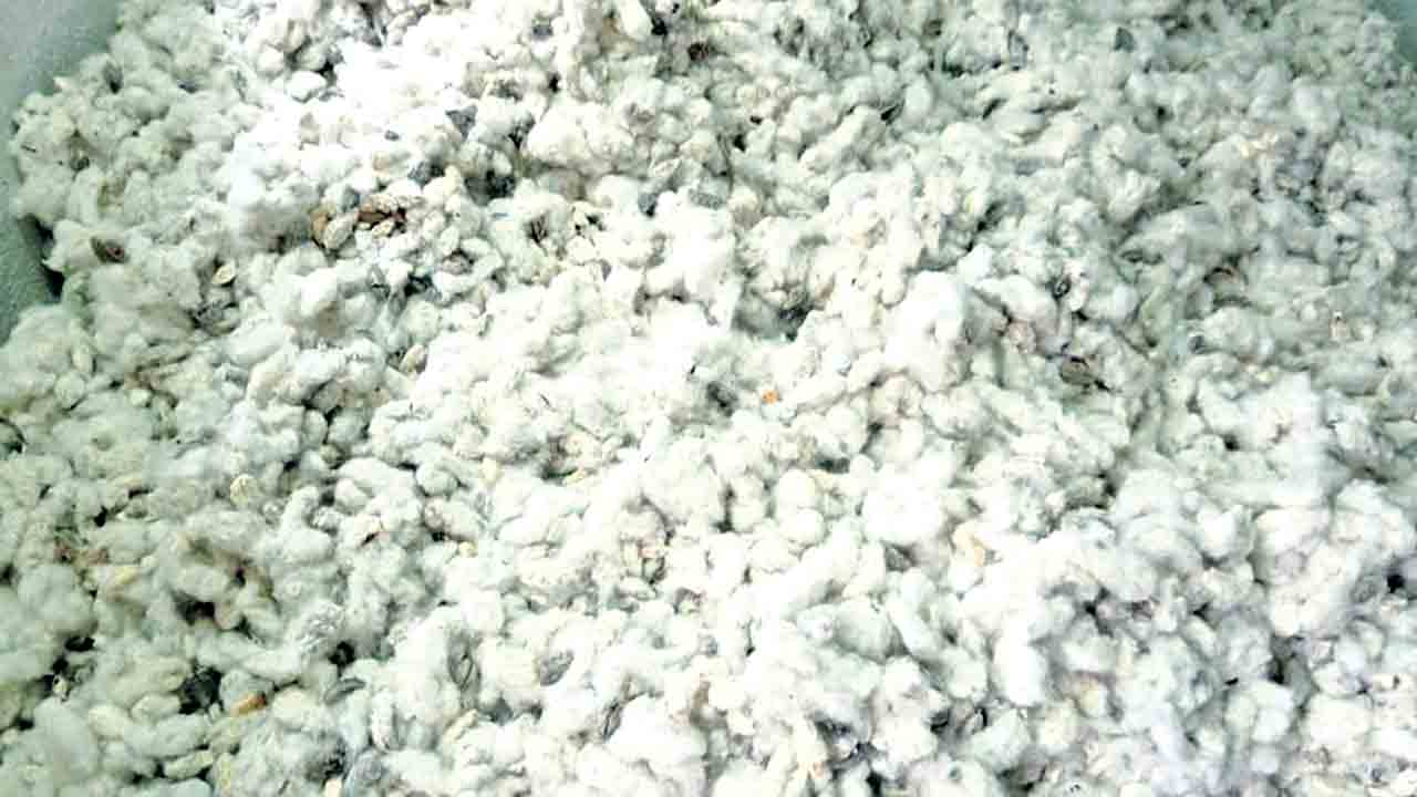 తెల్ల బంగారం వెలవెల!