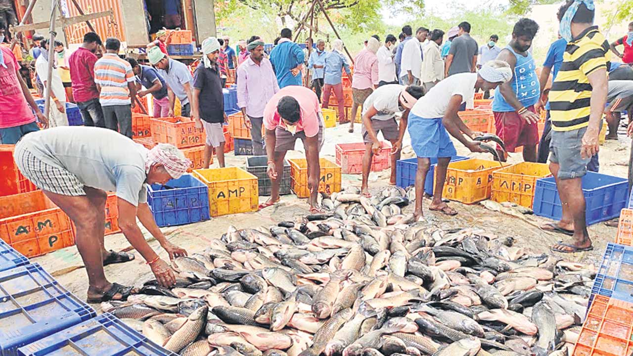 ఈ సారి చేప పెరిగేనా..