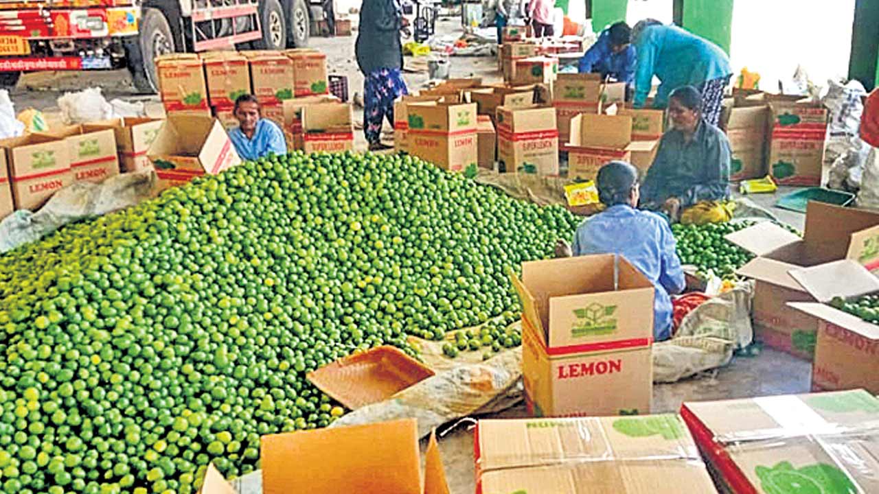 నిమ్మ ధర ఢమాల్‌