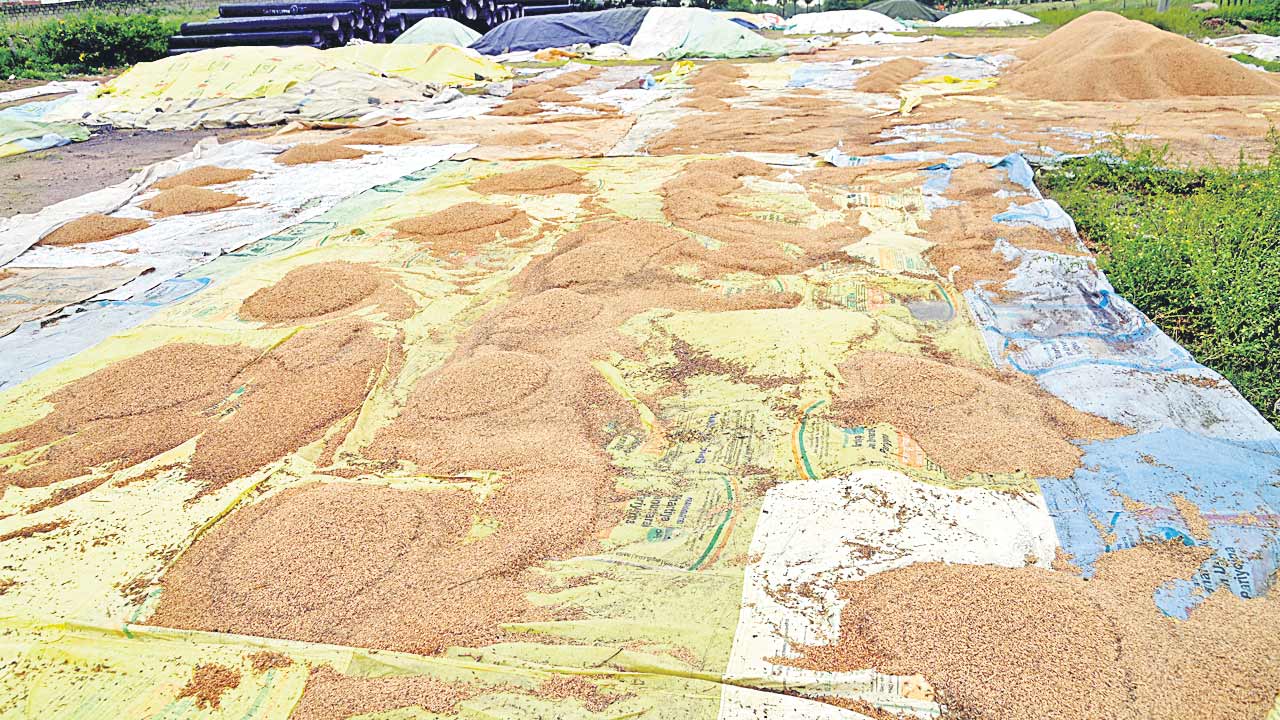 ధాన్యం..దైన్యం..!