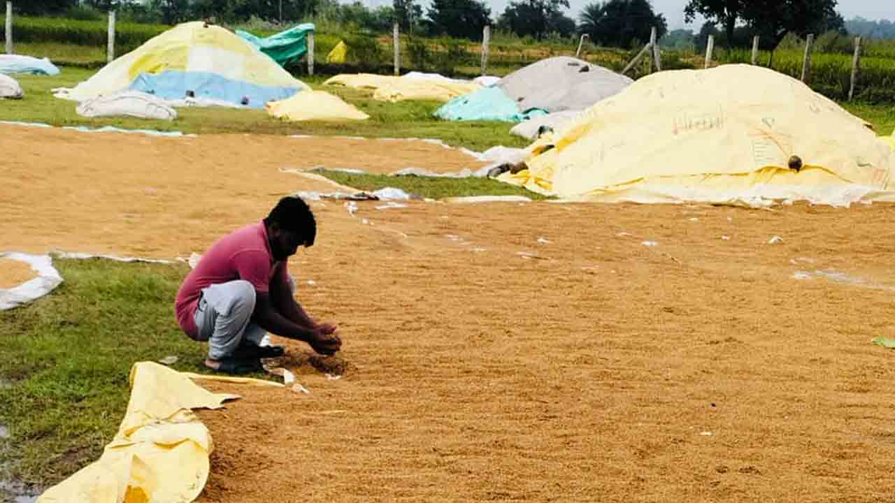 Paddy Grain | కొనుగోలు చేయక వరిధాన్యం వర్షార్పణం.. అయ్యో రైతన్న ఎంత కష్టమొచ్చే..!