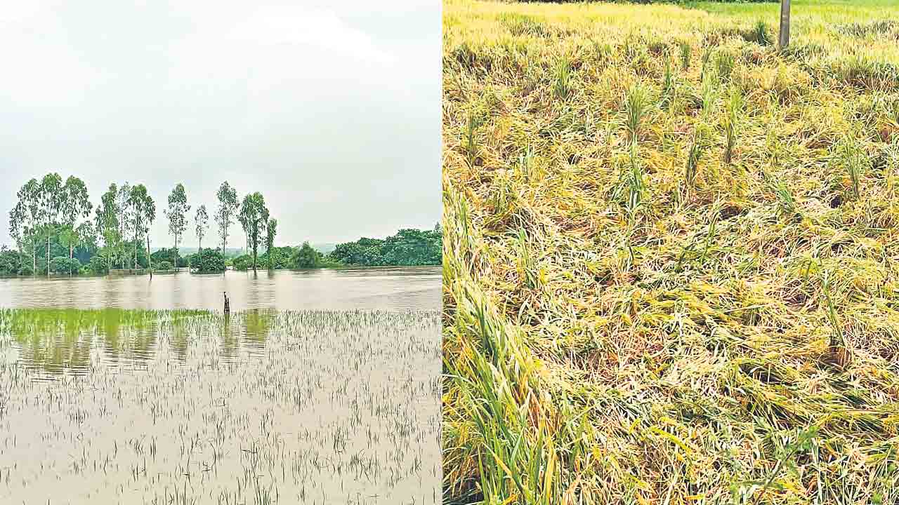 Paddy Heavy Rains